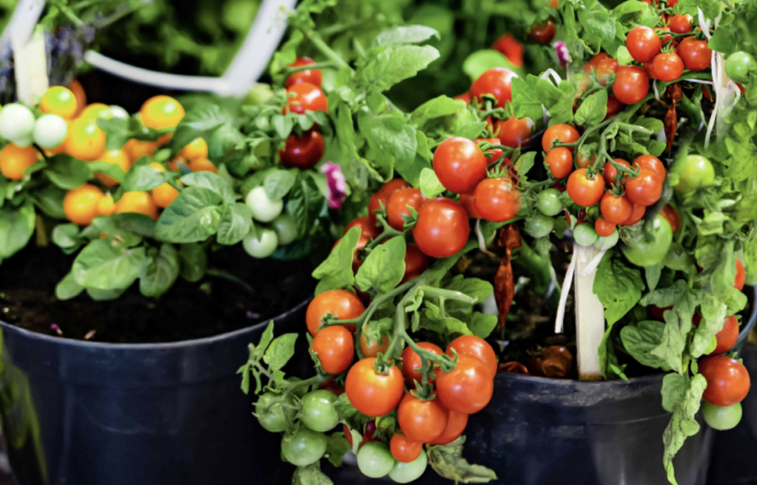 7 Companion Plants You Should Never Grow With Tomatoes