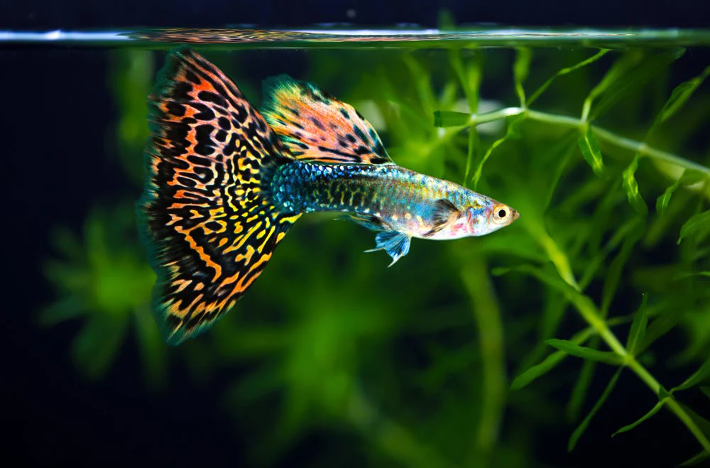 7 Ways to Ensure Your Pet Fish is Happy & Healthy