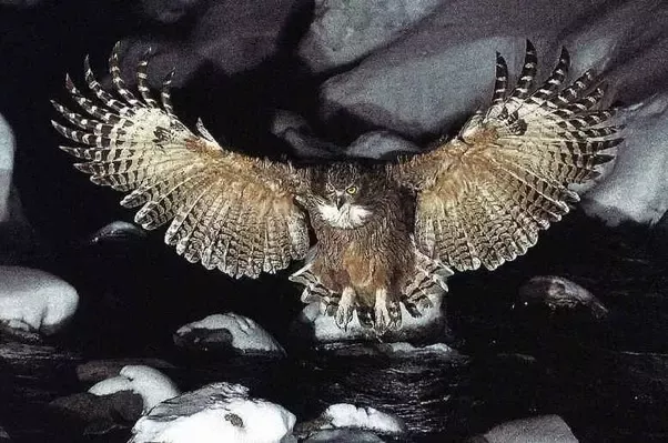 The 10 Largest Owls Still Flying the Earth Today