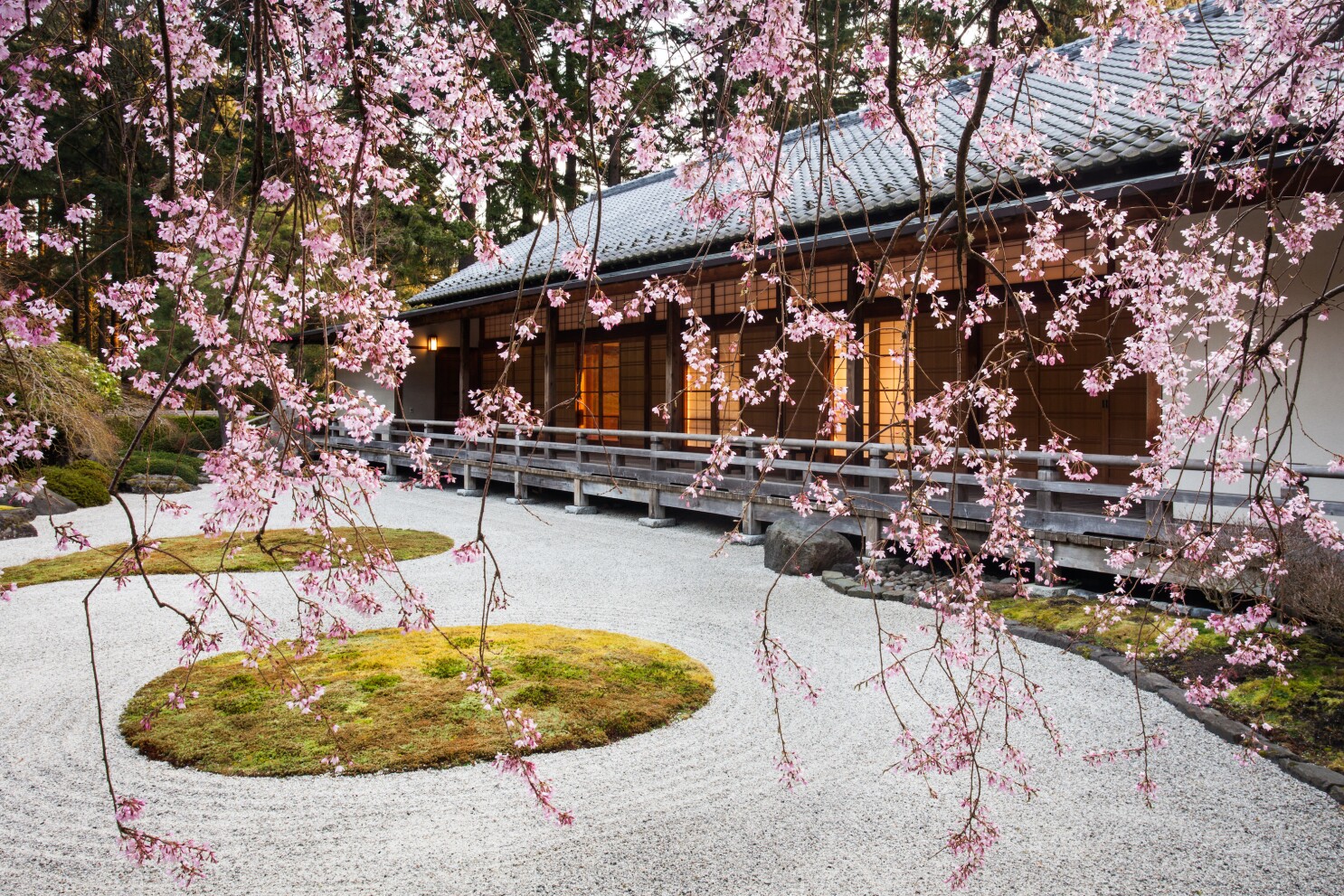 The 8 Best Places to See Cherry Blossoms in the United States