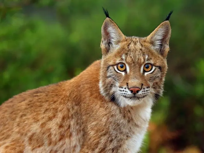 The Top 7 Most Likely Places to Encounter Bobcats in the United States