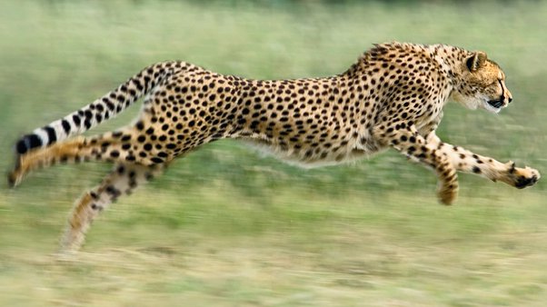 The Top 8 Animals with the Absolute Best Endurance on the Planet