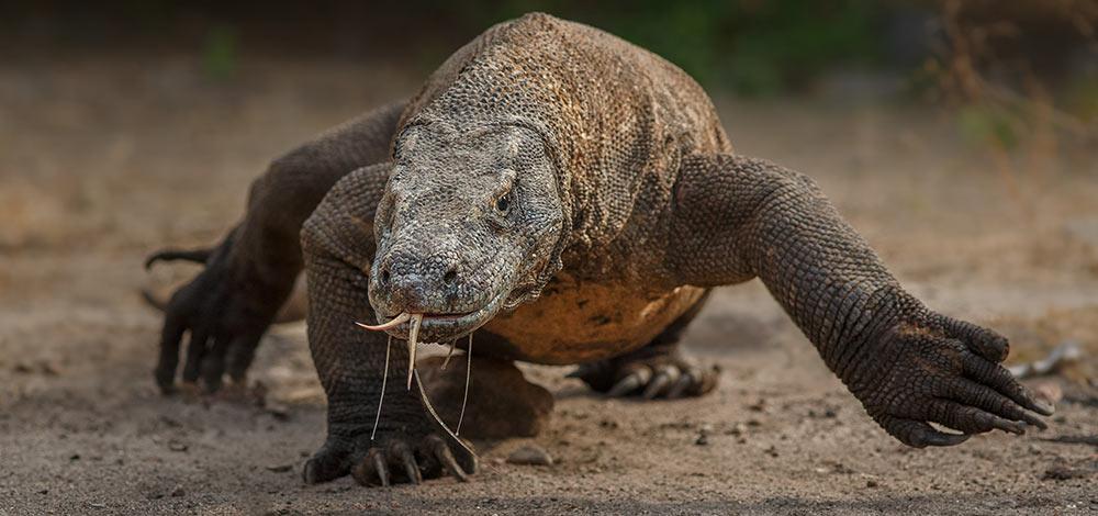 10 Of The Most Aggressive Animals In The World