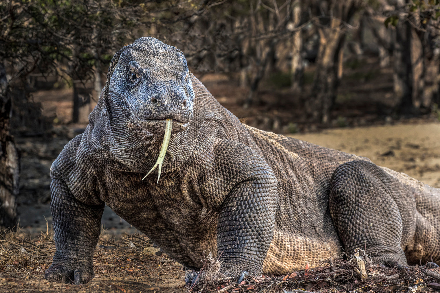 The 6 Largest Komodo Dragons Ever
